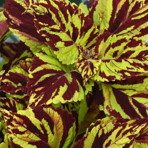 ChargedUp&trade; Prismatic Coleus