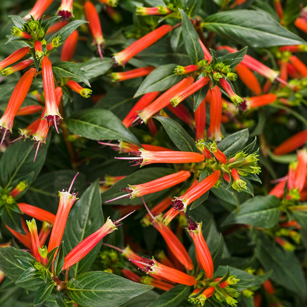Vermillionaire® Large Firecracker Plant