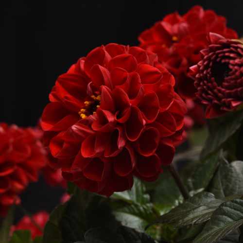 City Lights&trade; Red Dahlia