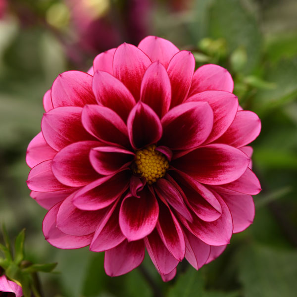 Dalaya® Cranberry Dahlia