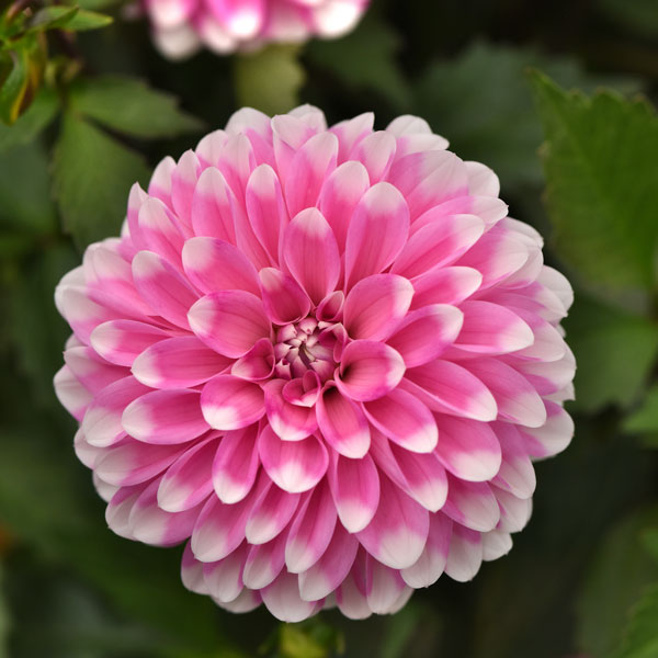 Dalaya® Dalaya Pink Lace Dahlia