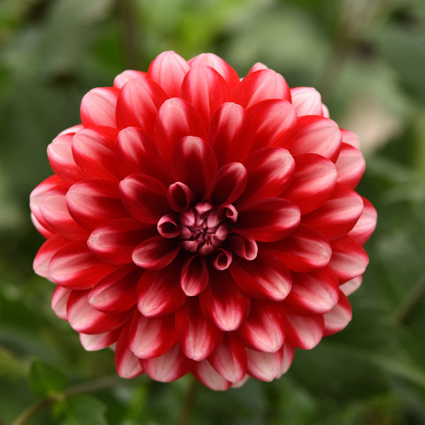 Dalaya® Dalaya Red Lace Dahlia