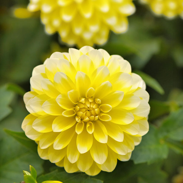 Dalaya® Yellow Lace Dahlia