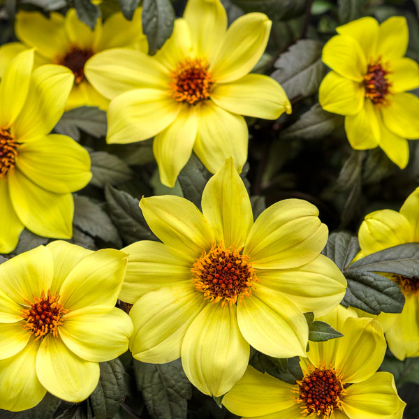 Mystic Illusion Dahlia