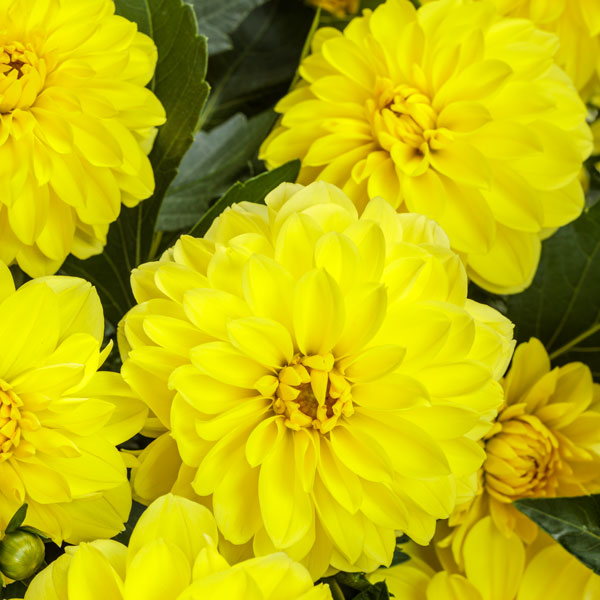 Virtuoso® Dayglo Yellow™ Dahlia