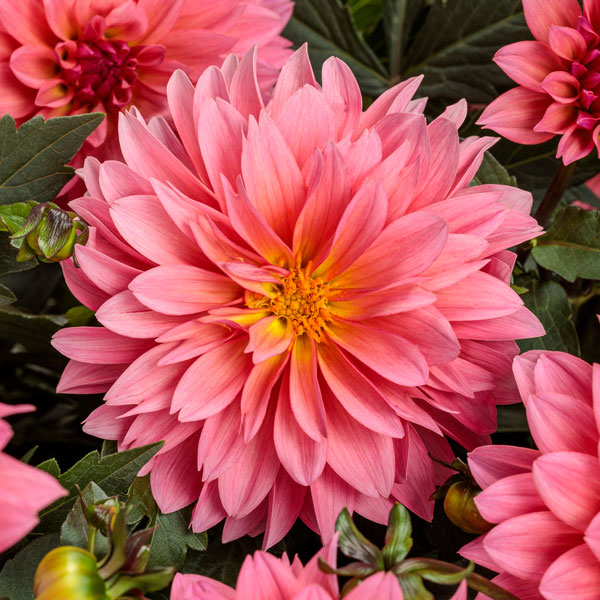 Virtuoso® Pinkerific™ Dahlia