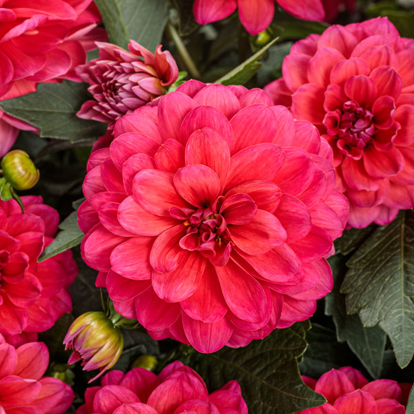 Virtuoso® Rad Raz® Dahlia