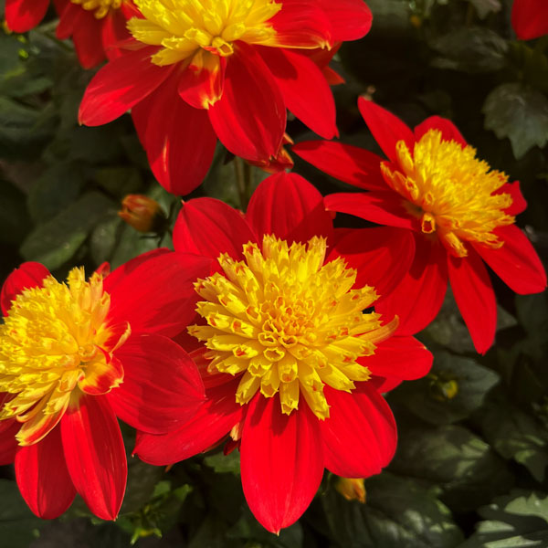 Venti™ FireBurst Dahlia