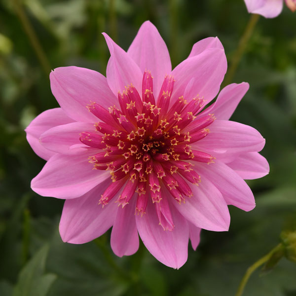 Venti™ PinkBurst Dahlia