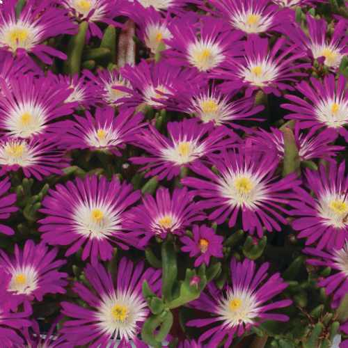 Solstice Purple Ice Plant