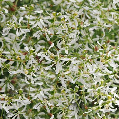Breathless® White Euphorbia