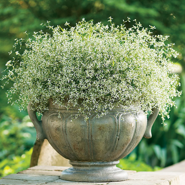 Diamond Frost® Euphorbia