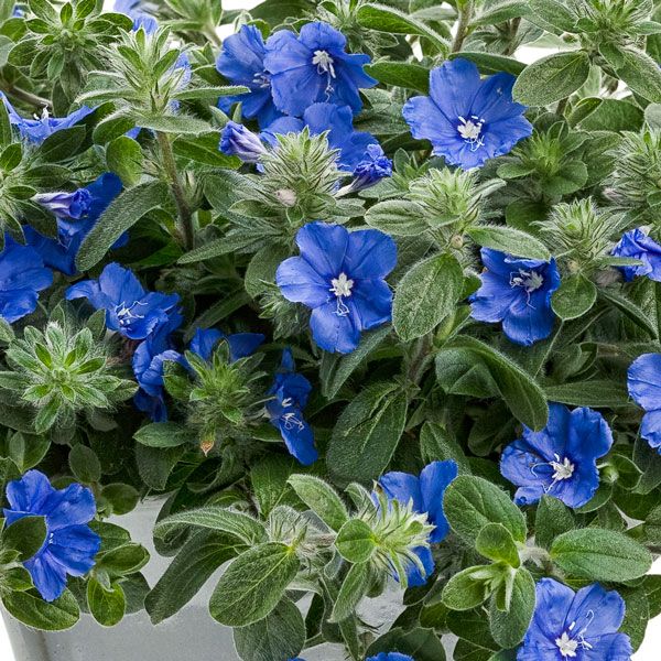 Blue My Mind® Dwarf Morning Glory