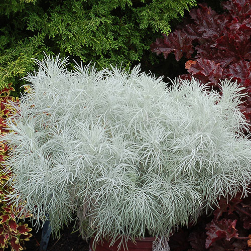 Makana Silver Artemisia