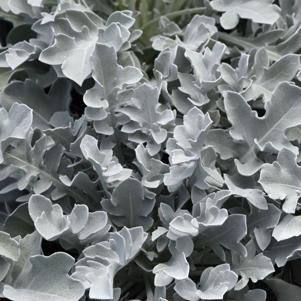Silver Swirl Dusty Miller