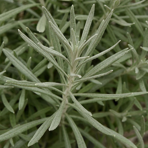 Silver Ribbon Helichrysum