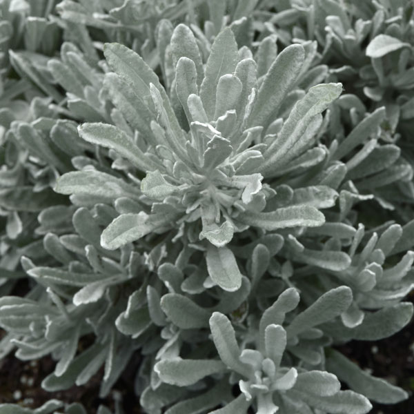 Silver Yarns Helichrysum
