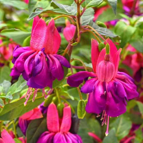Dollarita Rose Violet Fuchsia