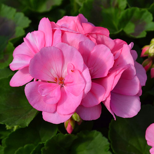 Big Eeze Pink Interspecific Geranium