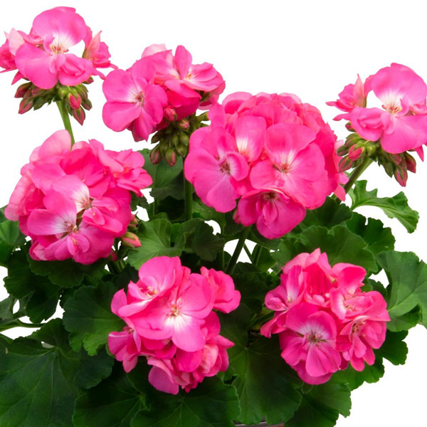 Big Eeze Pink Panther Interspecific Geranium