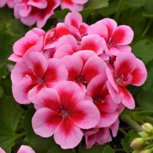 Dynamo&trade; Pink Dazzle Zonal Geranium