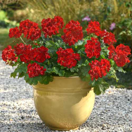 Solera&trade; Dark Red Interspecific Geranium