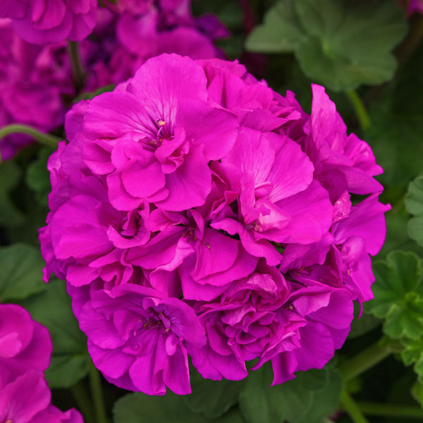 Solera™ Purple Interspecific Geranium
