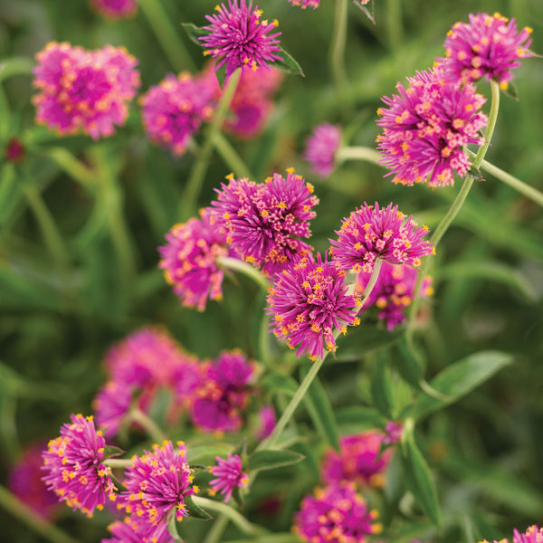 Truffula™ Pink Globe Amaranth