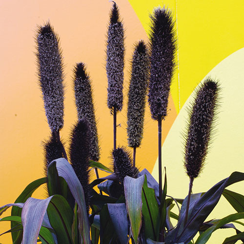 Purple Baron Millet Grass