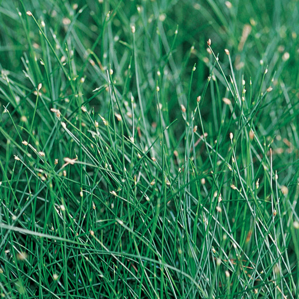 Graceful Grasses® Fiber Optic Grass