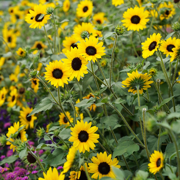 Suncredible® Yellow Sunflower