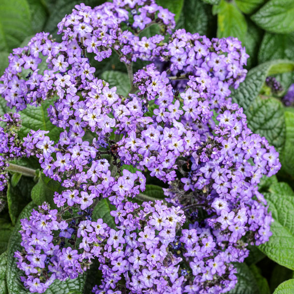 Aromagica® Purple Heliotrope