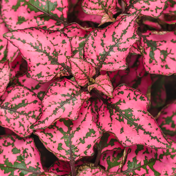 Hippo® Rose Polka Dot Plant