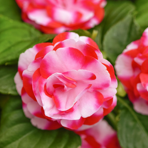 Glimmer™ Strawberry Sparkler Impatiens