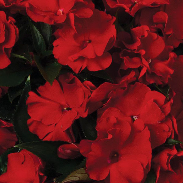 New Guinea Roller Coaster Flamenco Ole Road Impatiens