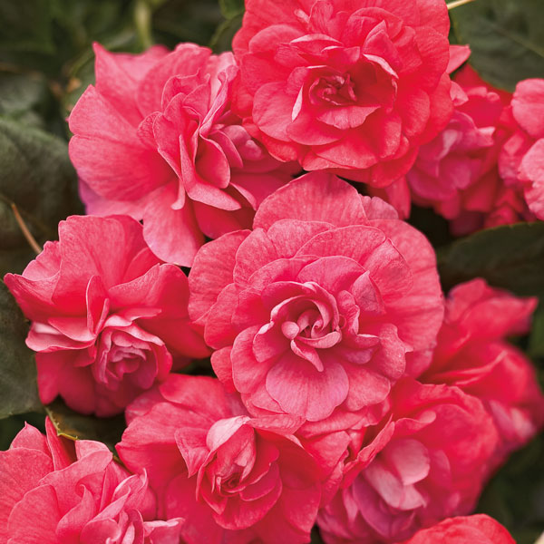 Rockapulco® Coral Reef Double Impatiens