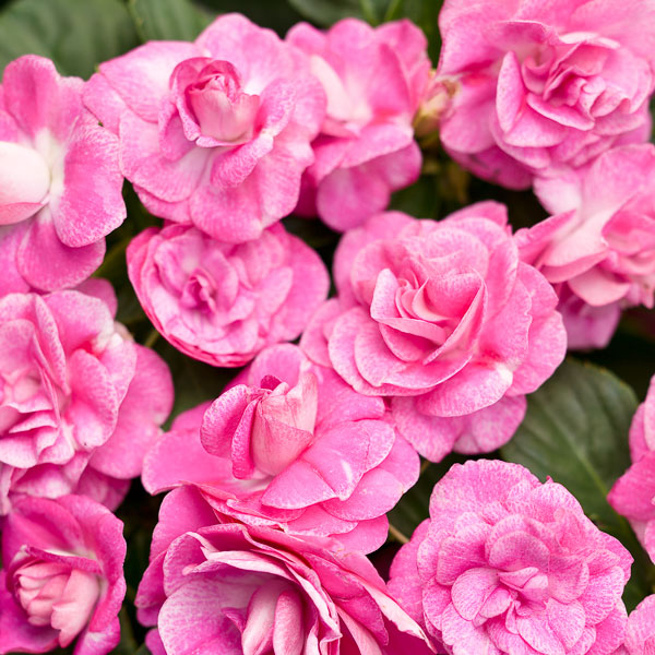 Rockapulco® Rose Double Impatiens