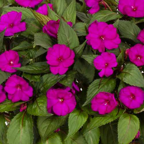 SunPatiens&reg; Compact Bright Purple Impatiens