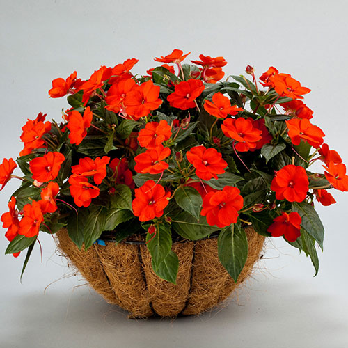 SunPatiens® Compact Electric Orange Impatiens