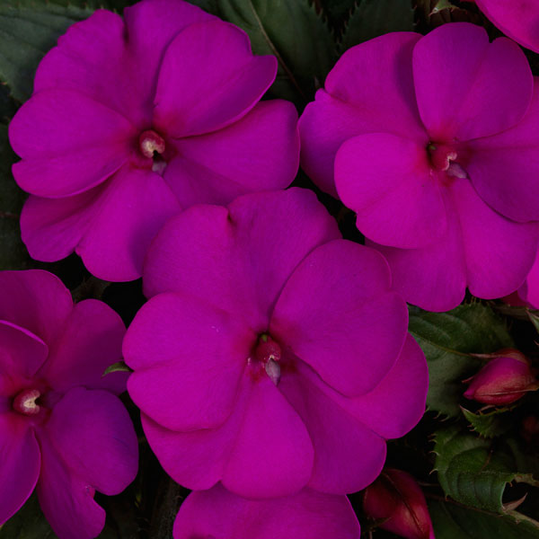 SunPatiens® Compact Purple Impatiens