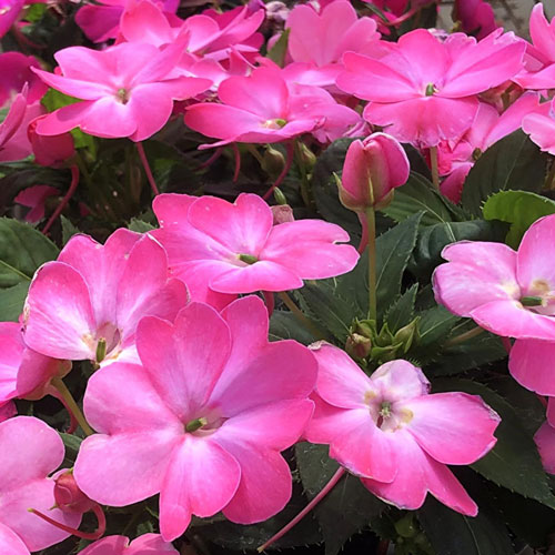 SunPatiens® Compact Pink Flash Impatiens