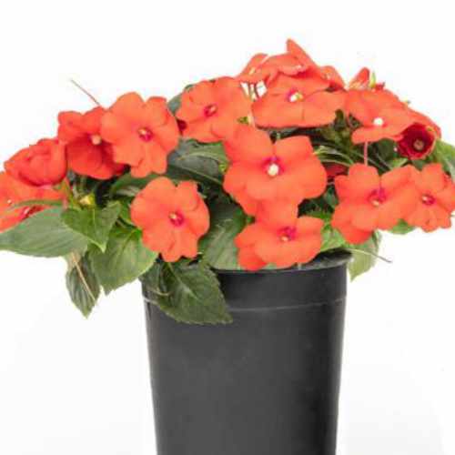 SunPatiens&reg; Compact Scarlet Orange Impatiens