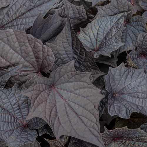 Sweet Caroline Bewitched After Midnight&trade; Sweet Potato Vine