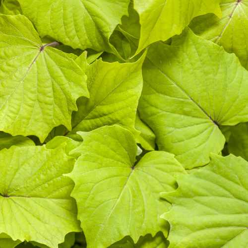 Sweet Caroline Bewitched Green with Envy&trade; Sweet Potato Vine