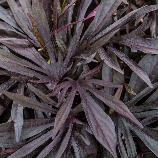 Sweet Caroline Medusa™ Black Sweet Potato Vine