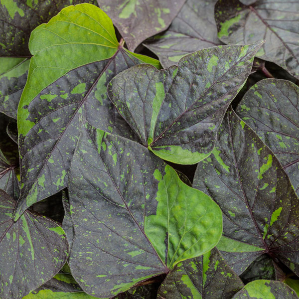 Sweet Caroline Sweetheart Shadowstorm™ Sweet Potato Vine