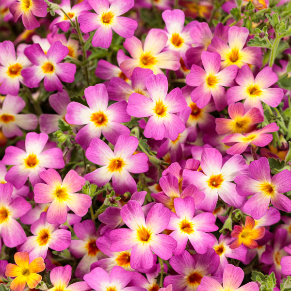 Safari® Dawn South African Phlox