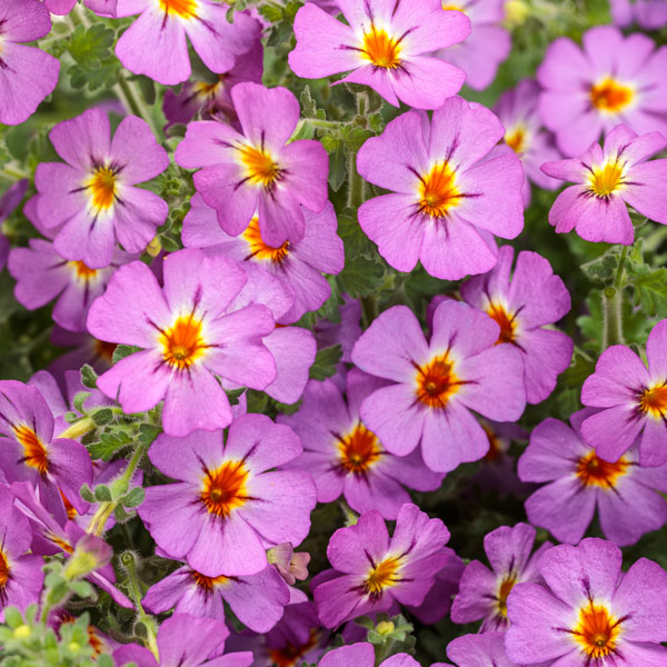 Safari® Dusk South African Phlox