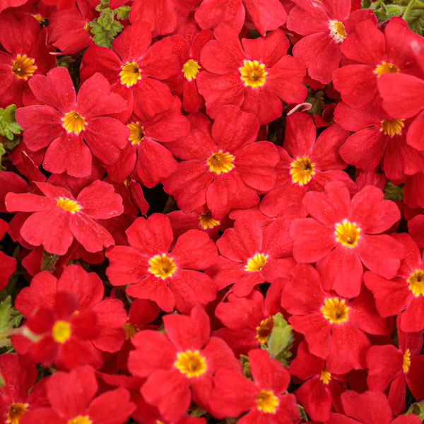Safari® Lava Flow South African Phlox
