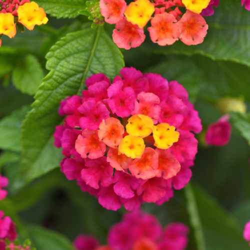 Shamrock&trade; Cherry Sunrise Lantana